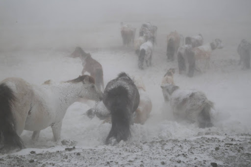 ЗҮҮН АЙМГУУДАД МӨСӨН ЗУД НҮҮРЛЭЖ, МАЛЫН 3-5% НЬ ХОРОГДООД&nbsp;БАЙНА